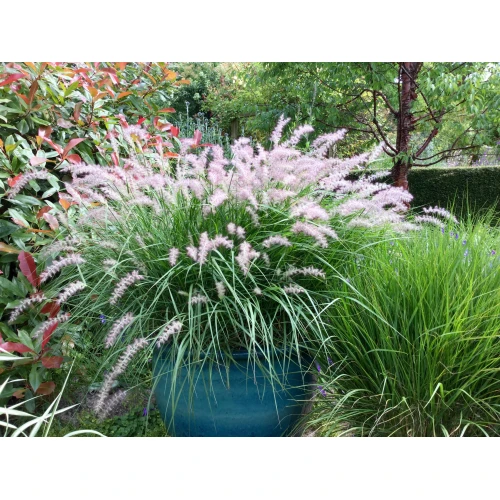 Pennisetum Magic